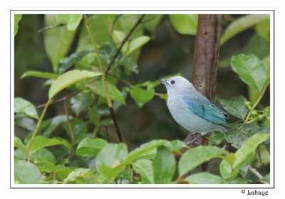 Blue-gray Tanager - Tangara évèque
