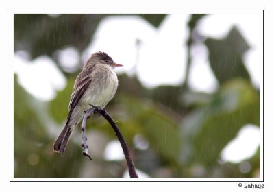 TyraTropical Pewee - Moucherolle cendr