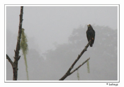 White-crowned Parrot - Pione  couronne blanche