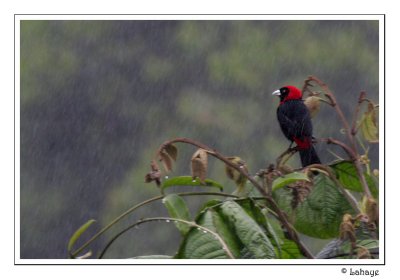 Crimson-collared Tanager - Tangara ceintur