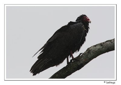 Turkey Vulture - Urubu à tête rouge