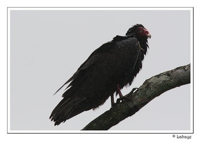 Turkey Vulture - Urubu  tte rouge