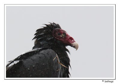 Turkey Vulture - Urubu  tte rouge