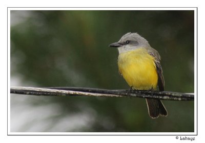 Tropical Kingbird - Tyran mlancolique