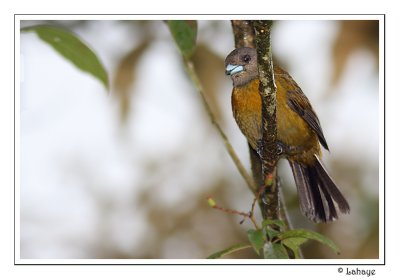 Cherries Tanager - Tangara du Costa Rica