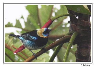 Golden-hooded tanager - Calliste  coiffe d'or