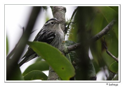 Black-and-white Warbler - Paruline noir et blanc