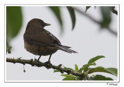 Clay-colored Thrush - Merle fauve