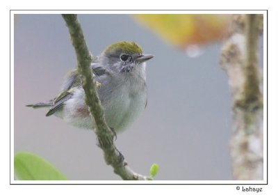 Chestnut-sided Warbler - Paruline  flancs marrons