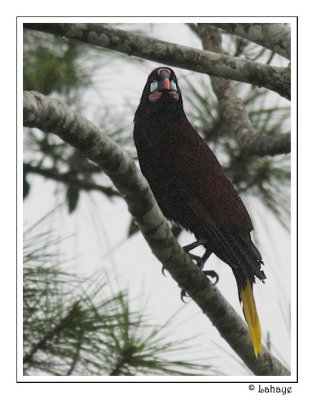 Montezuma Oropendola - Cassique de Montezuma