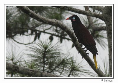 Montezuma Oropendola - Cassique de Montezuma