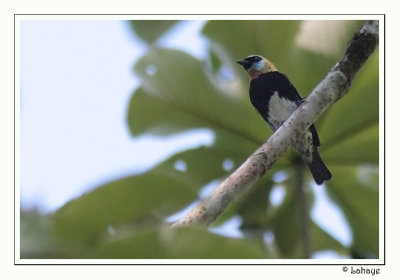Golden-hooded Tanager - Calliste  coiffe d'or