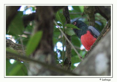 Slaty-tailed Trogon - Trogon de Massna