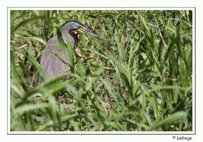 Bare-throated Tiger-Heron - Onor du Mexique