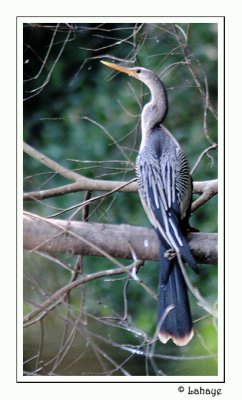 Anhinga - Anhinga dAmrique