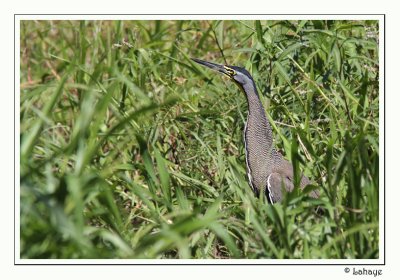 Bare-throated Tiger-Heron - Onor du Mexique