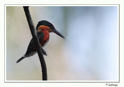 American Pygmy Kingfisher - Martin-pcheur nain