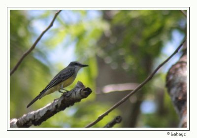 Tropical Kingbird - Tyran mlancolique