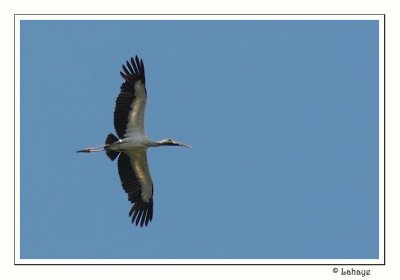 Wood Stork - Tantale d'Amrique