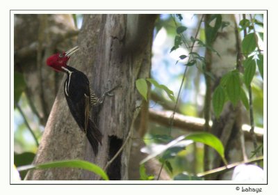 Pale-billed Woodpecker - Pic  bec clair