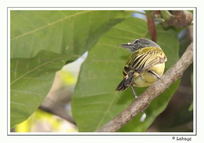 Yellow-olive  Flycatcher - Platyrhynque jaune-olive