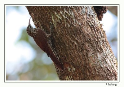 Streak-headed Woodcreeper - Grimpar de Souleyet