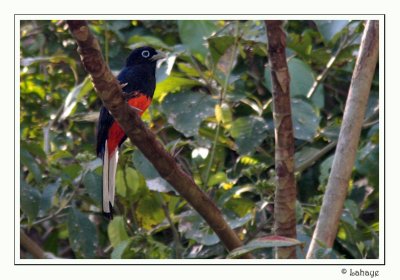 Baird's Trogon - Trogon de Baird