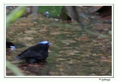 Blue-crowned Manakin - Manakin  tte bleue