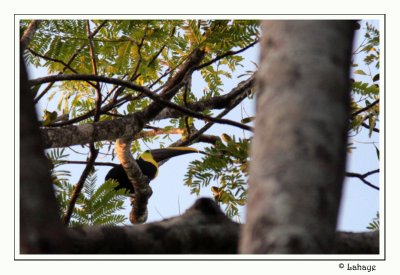 Chestnut-mandibled Toucan - Toucan de Swainson