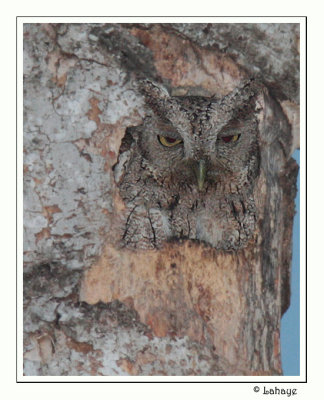 Pacific Screech-Owl - Petit-duc de Cooper