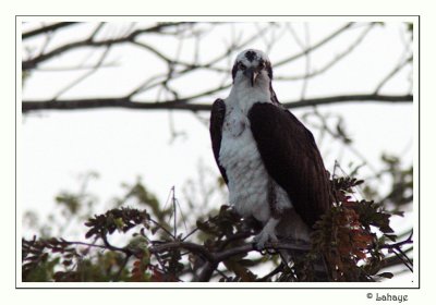 Osprey - Balbuzard pêcheur