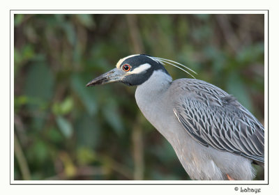 Yellow-crowned Night-Heron - Bihoreau violacé