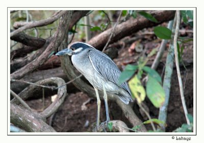 Yellow-crowned Night-Heron - Bihoreau violacé