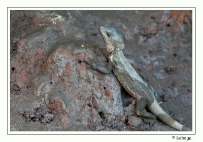 Iguane