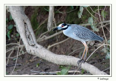 Yellow-crowned Night-Heron - Bihoreau violacé