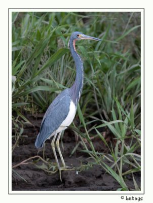Tricolored Heron - Aigrette tricolore