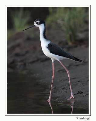 Black-necked Stilt - Échasse d'Amérique