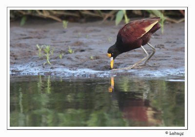 Northen Jacana - Jacana du Mexique