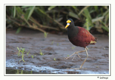 Northern Jacana - Jacana du Mexique