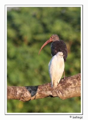 Cattle Egret & White Ibis imm. - Héron garde-boeufs & Ibis blanc imm