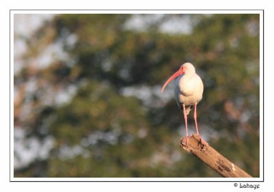 White Ibis - Ibis blanc
