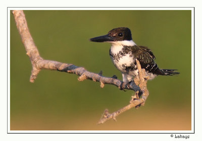 Green Kingfisher - Martin-pêcheur vert