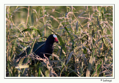 Purple Gallinule - Talève violacée