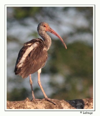 White Ibis - Juv - Ibis blanc