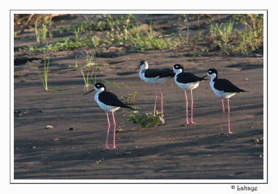 Black-necked Stilts - Échasses d'Amérique