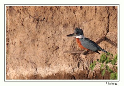 Ringed Kingfisher - Martin-pêcheur à ventre roux