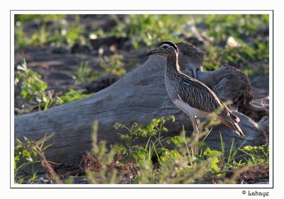 Double-striped Thick-knee / Oedicnème bistrié