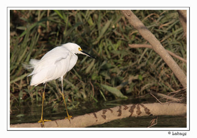 Snowy Egret - Aigrette neigeuse