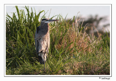 Great Blue Heron - Grand héron