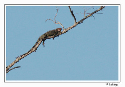 Iguane